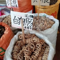 野生白狗肠，夜牵牛，苦参