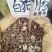 野生白狗肠，夜牵牛，苦参