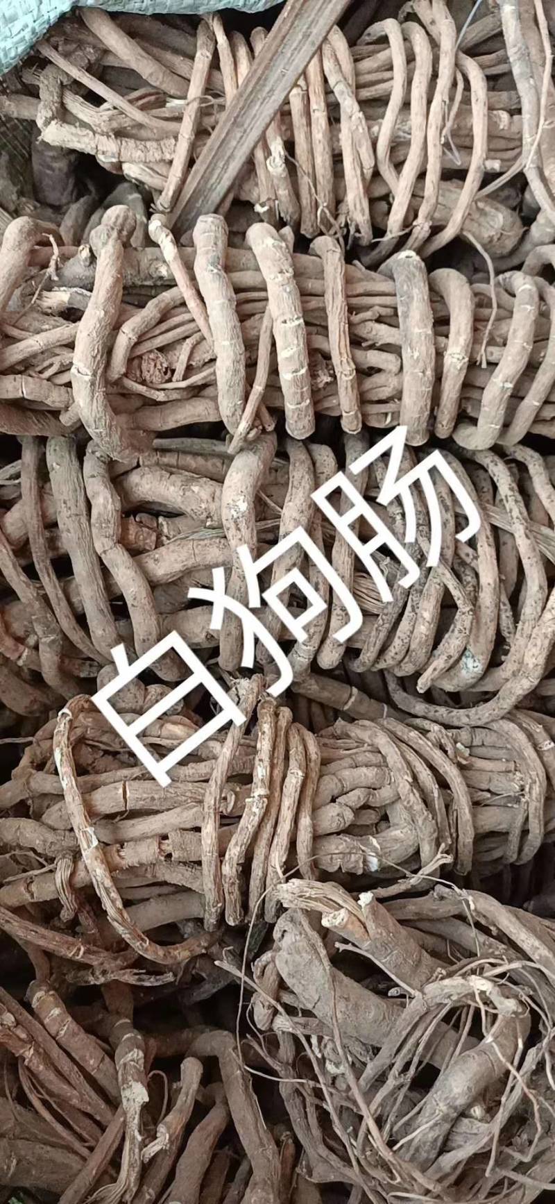 野生白狗肠，夜牵牛，苦参