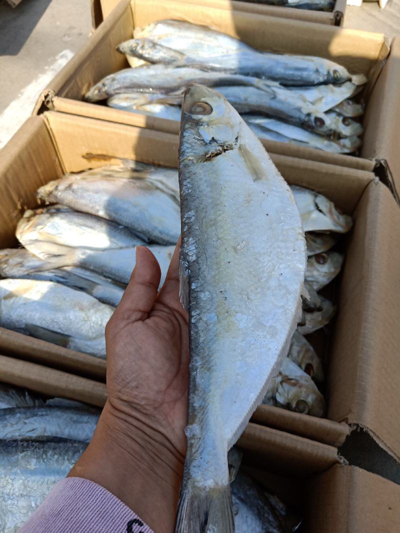 白磷鱼咸鱼自带油性产地直发不包运费