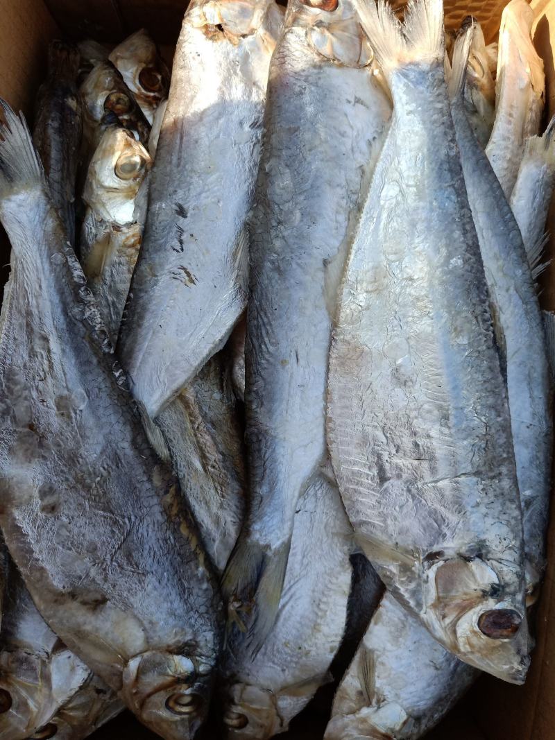 白磷鱼咸鱼自带油性产地直发不包运费