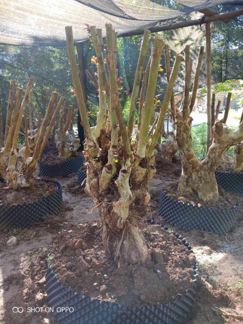 长期供应紫薇桩一手货源