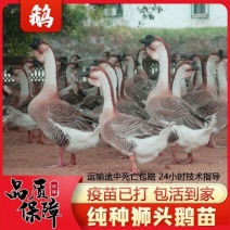 鹅苗，狮头鹅苗，包打疫苗，包成活，包运输