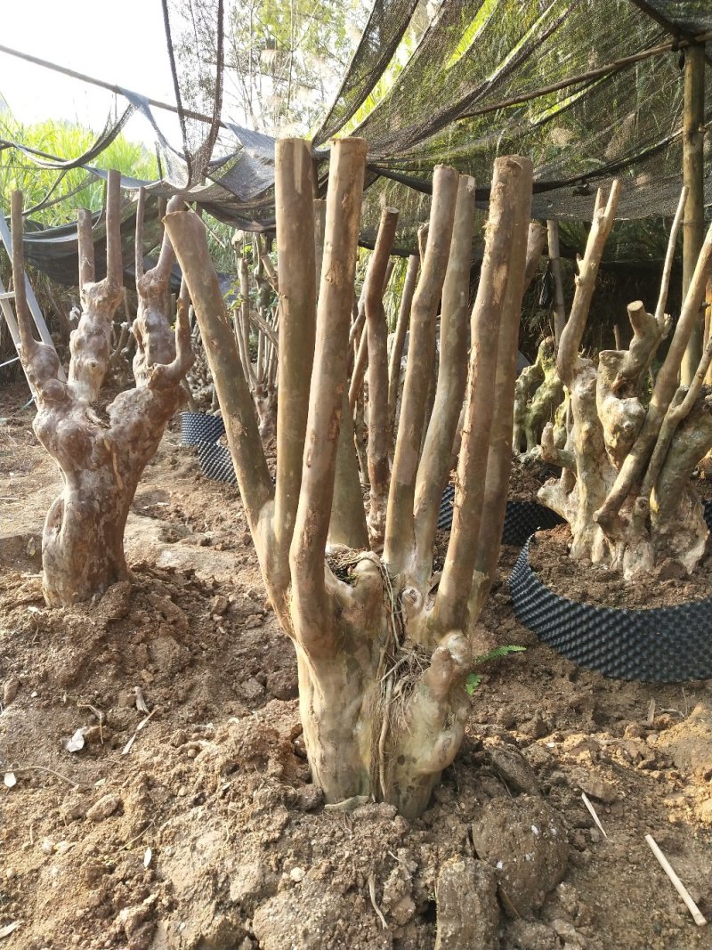 长期供应紫薇桩一手货源