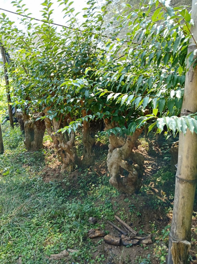 长期供应紫薇桩一手货源