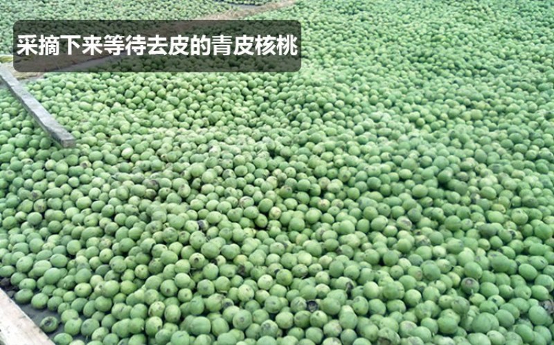 农伯惠云商直供展销会赶大火爆模式云南新鲜核桃薄壳干核桃