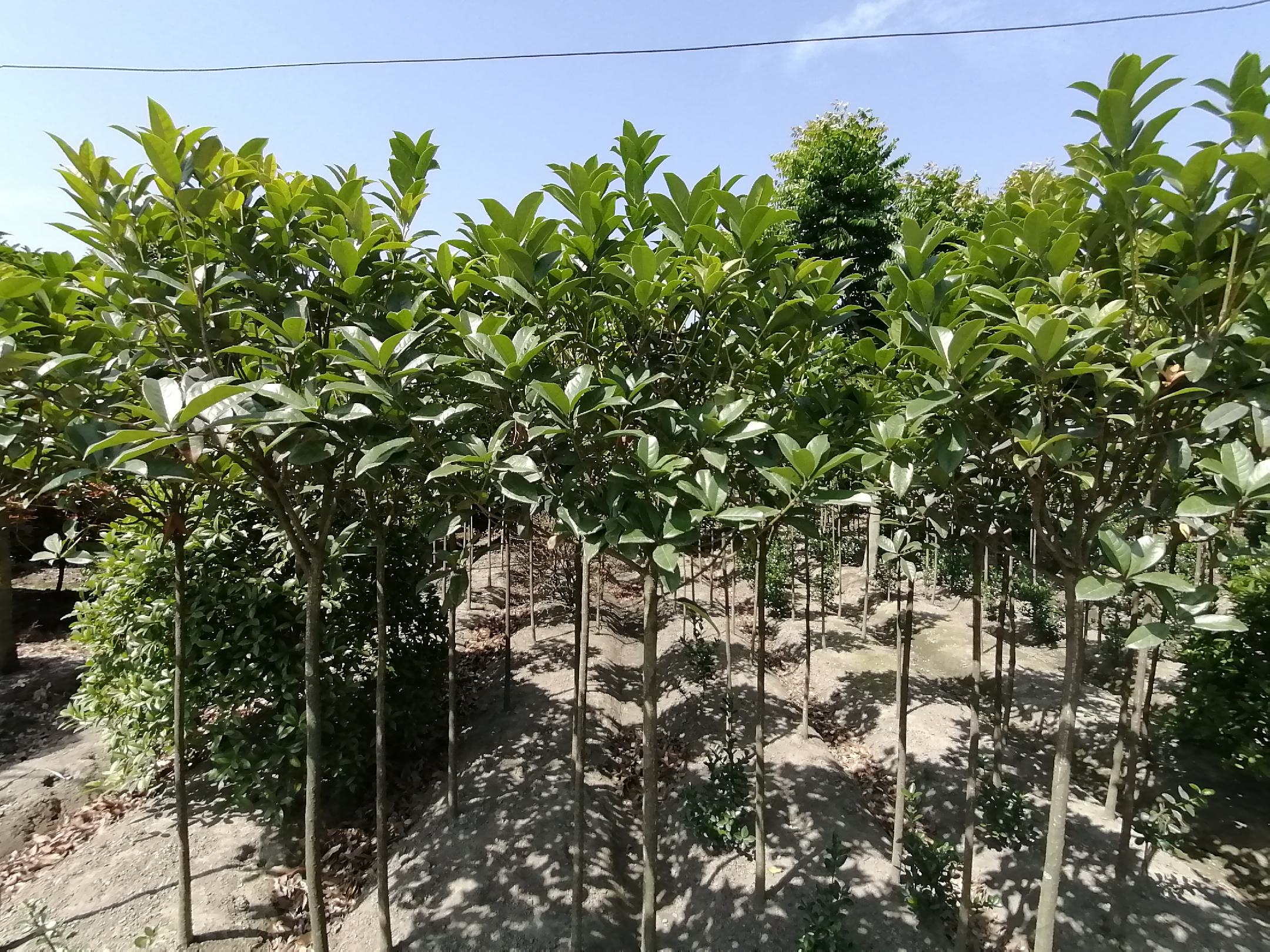 插穗采集与处理示意图