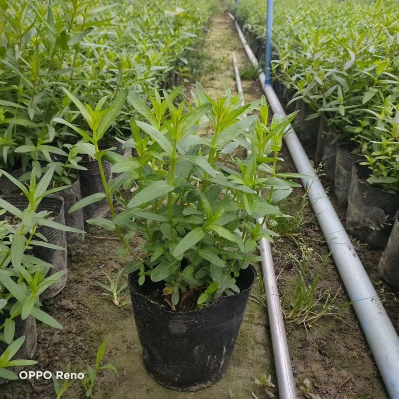千屈菜,双色营养杯千屈菜，16杯千屈菜。