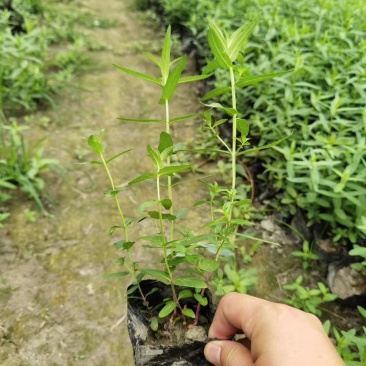 千屈菜,双色营养杯千屈菜，16杯千屈菜。