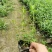 千屈菜,双色营养杯千屈菜，16杯千屈菜。