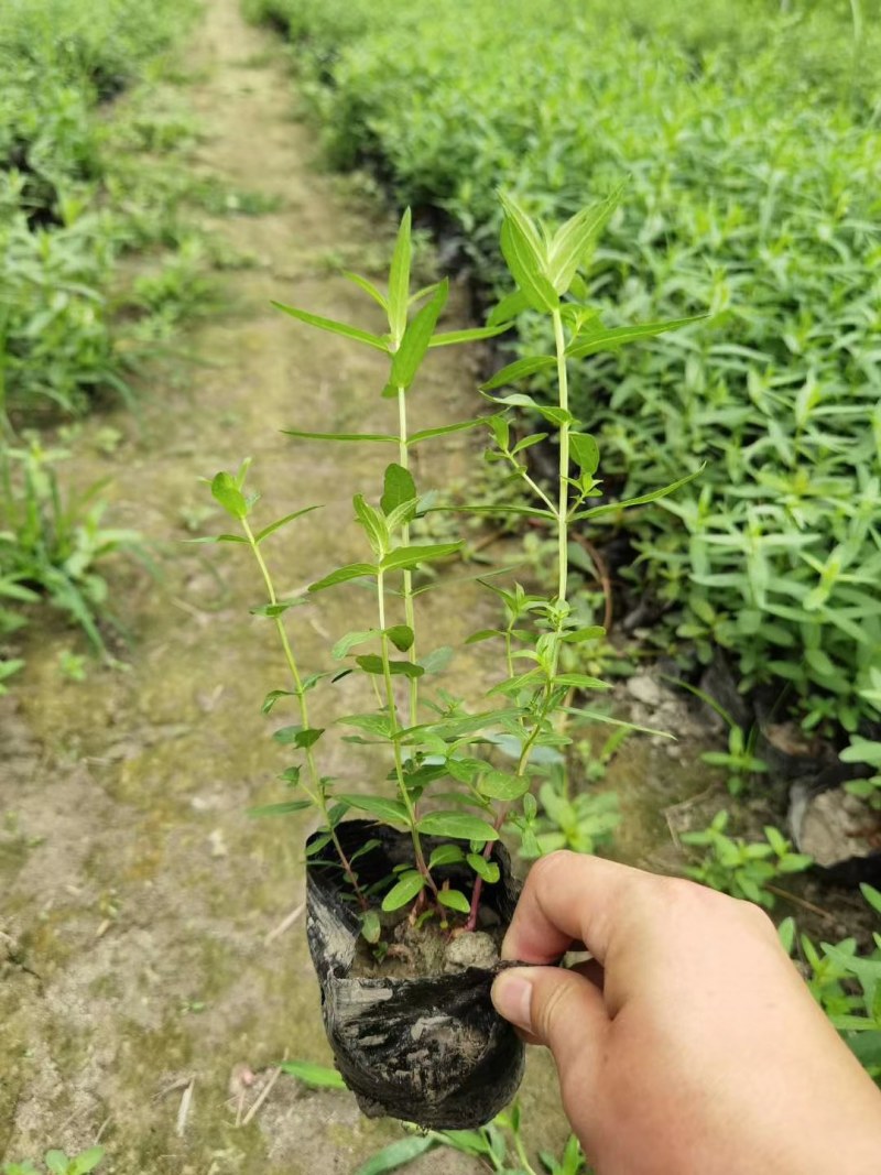 千屈菜,双色营养杯千屈菜，16杯千屈菜。