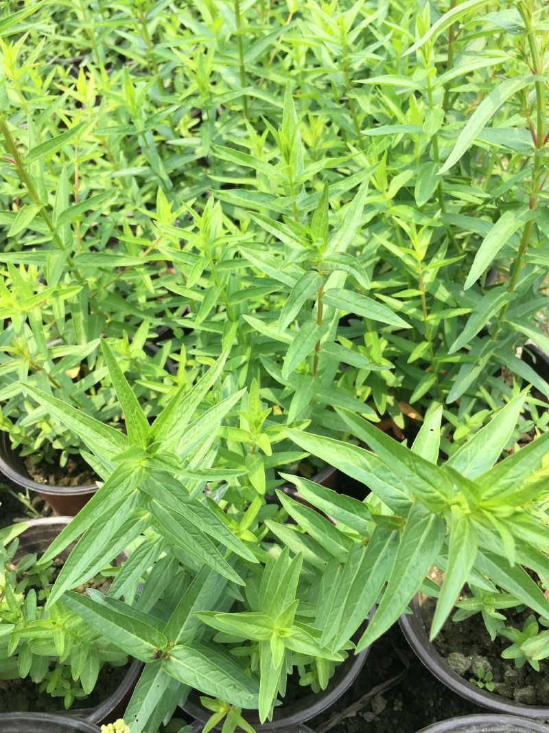 千屈菜,双色营养杯千屈菜，16杯千屈菜。
