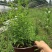 千屈菜,双色营养杯千屈菜，16杯千屈菜。