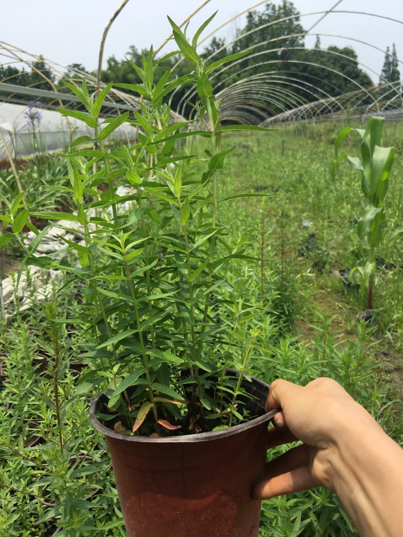千屈菜,双色营养杯千屈菜，16杯千屈菜。