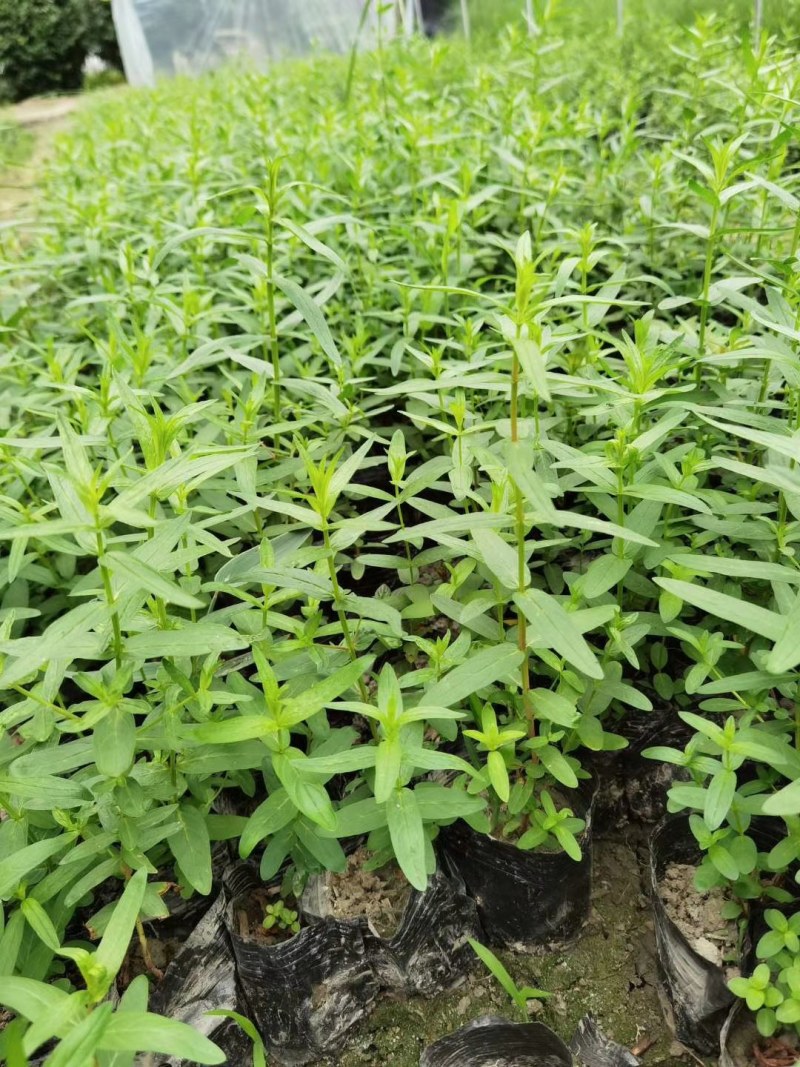 千屈菜,双色营养杯千屈菜，16杯千屈菜。