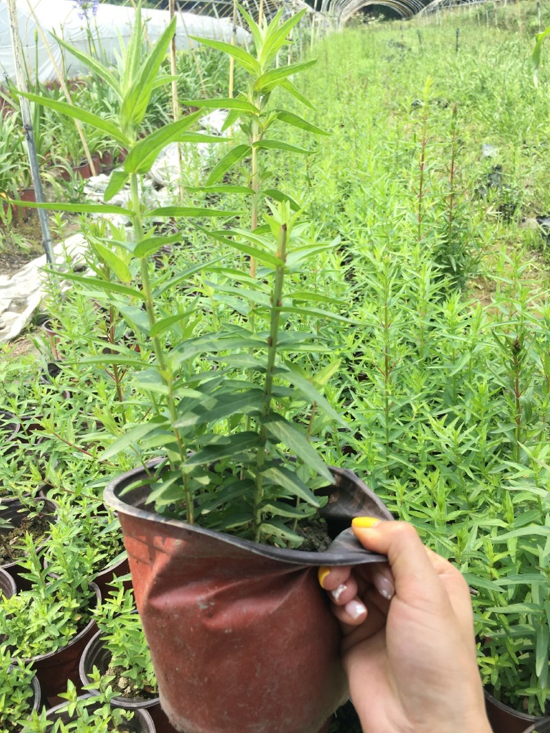 千屈菜,双色营养杯千屈菜，16杯千屈菜。