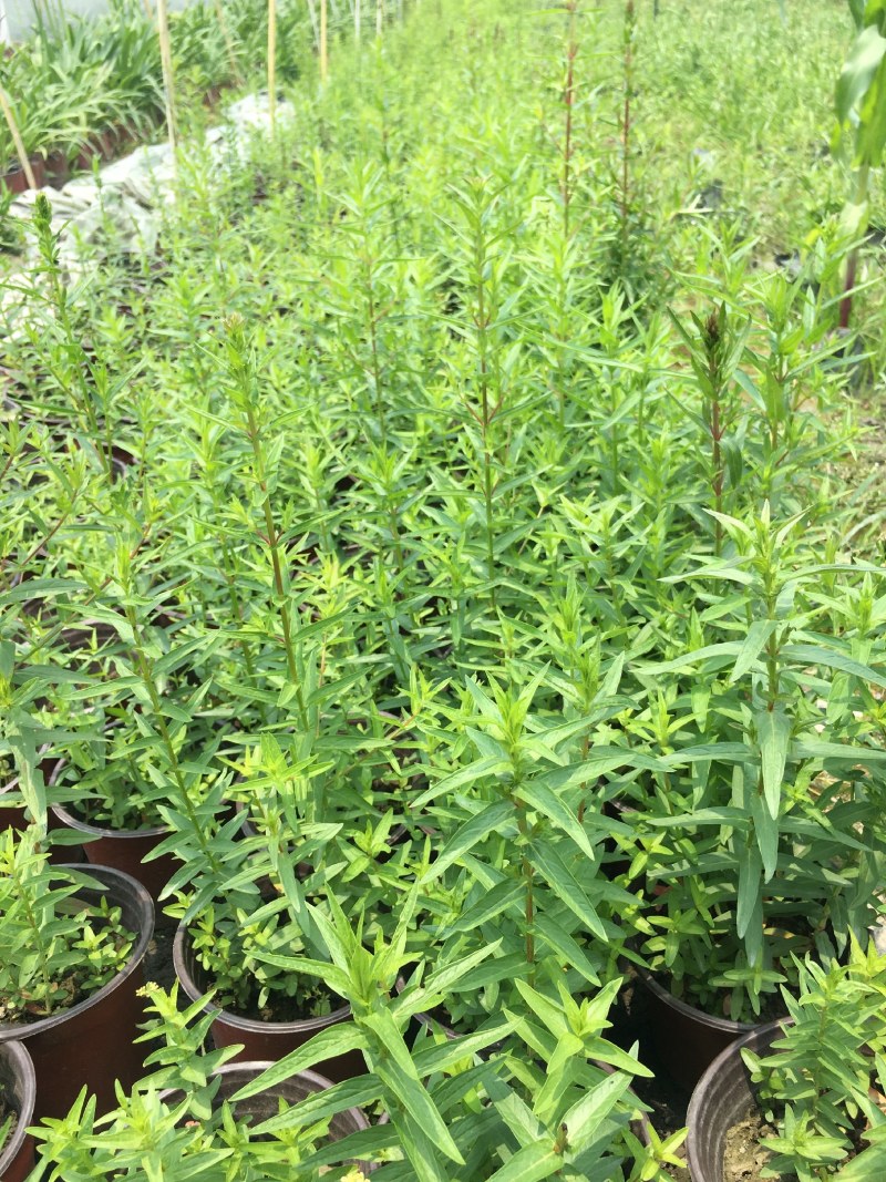 千屈菜,双色营养杯千屈菜，16杯千屈菜。