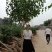 丁香丁香树丁香苗丁香花基地直销