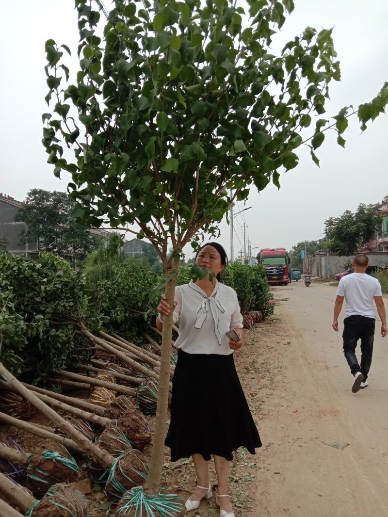 丁香丁香树丁香苗丁香花基地直销
