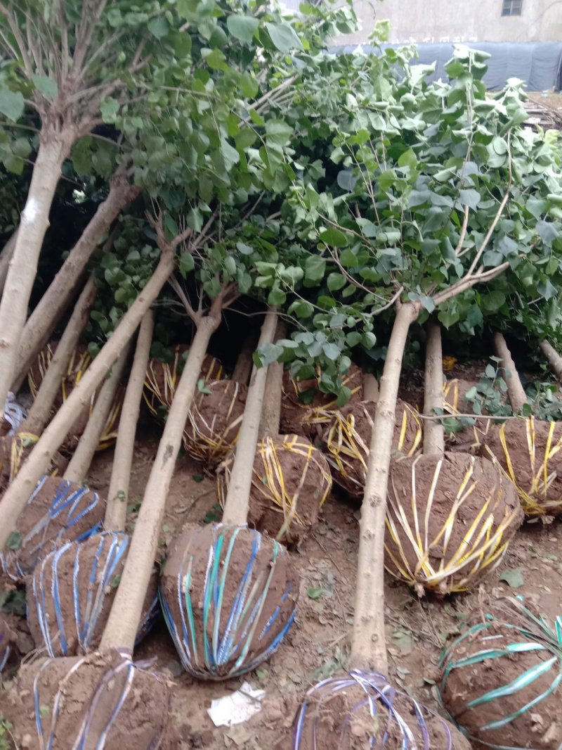 丁香丁香树丁香苗丁香花基地直销