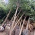 丁香丁香树丁香苗丁香花基地直销