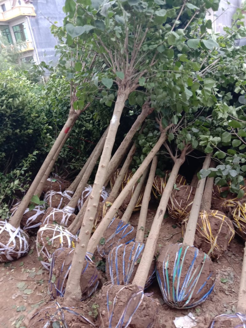 丁香丁香树丁香苗丁香花基地直销