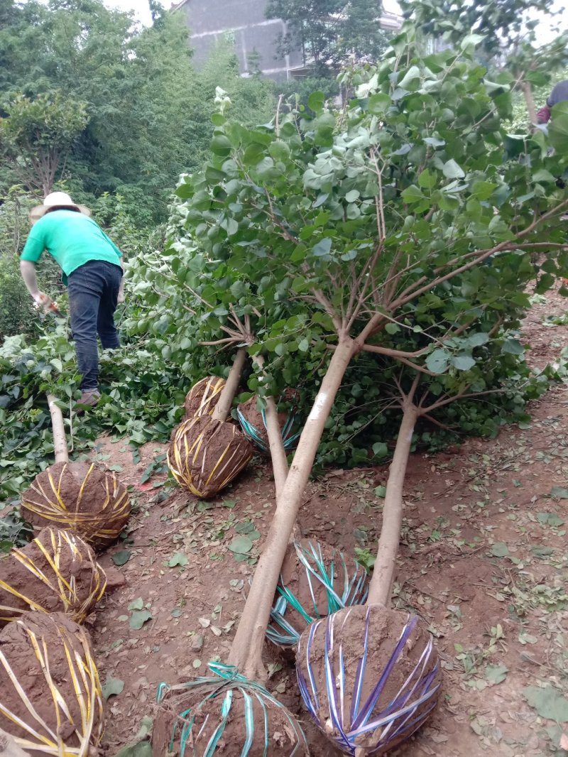 丁香丁香树丁香苗丁香花基地直销