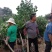 丁香丁香树丁香苗丁香花基地直销