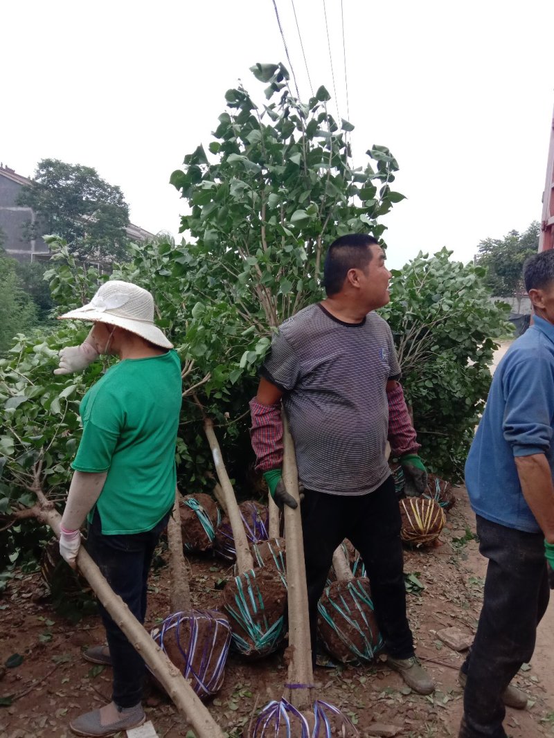 丁香丁香树丁香苗丁香花基地直销
