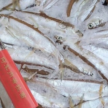 小白鱼1~1.5斤