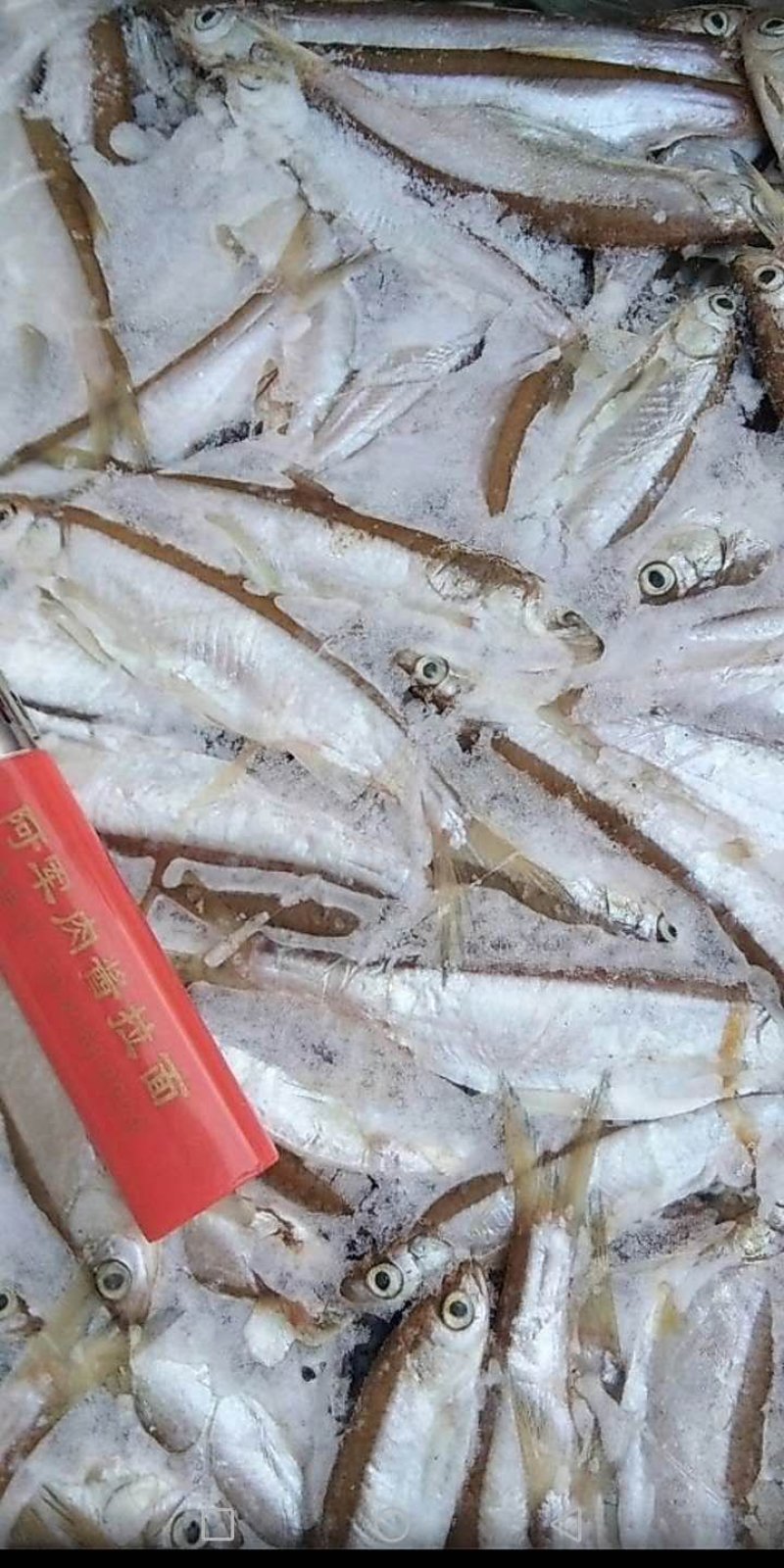 小白鱼1~1.5斤