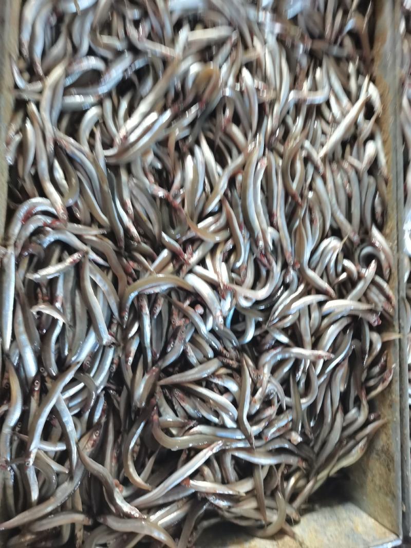 沙里钻，银针鱼，饵料鱼