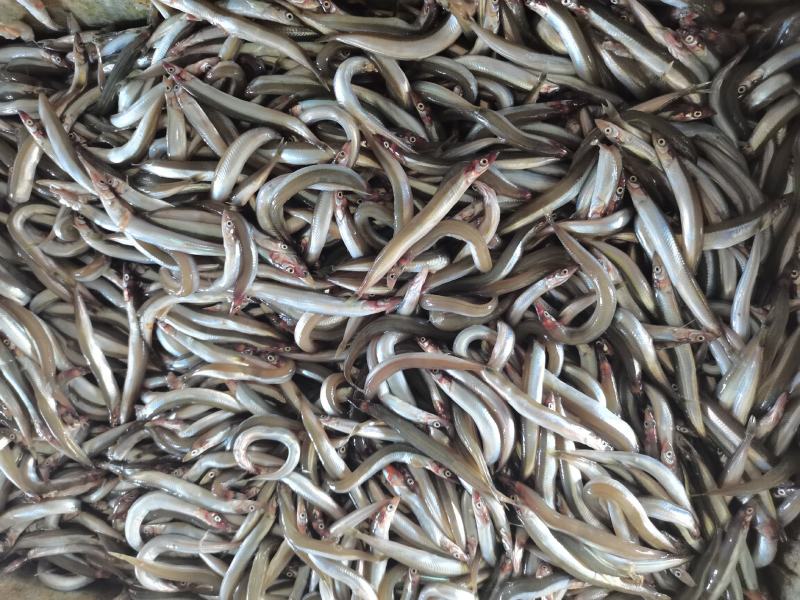 沙里钻，银针鱼，饵料鱼