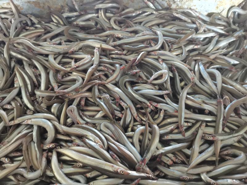 沙里钻，银针鱼，饵料鱼
