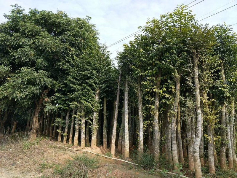 沉香苗。奇南沉香。欢迎大家订购。