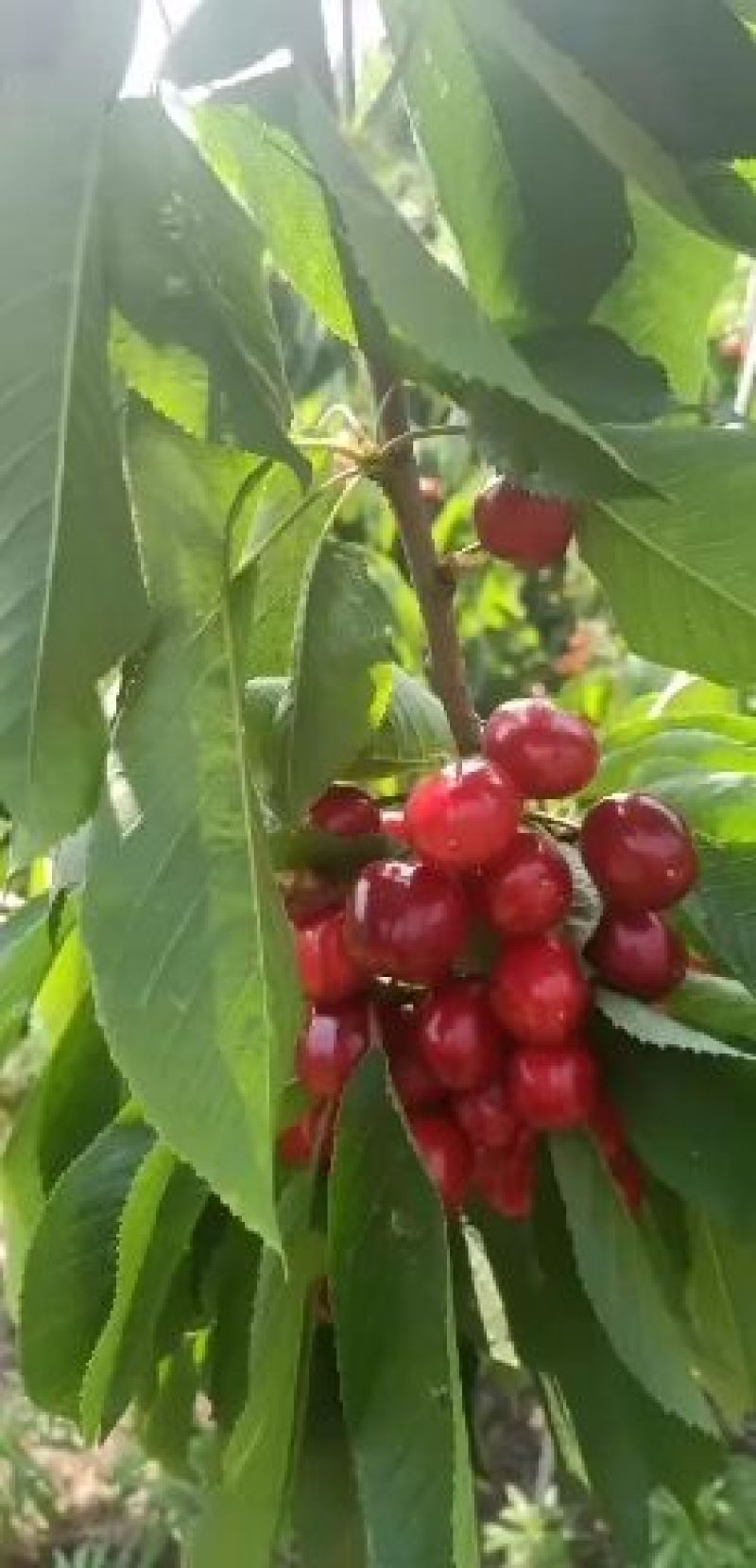新品种矮化樱桃苗瑞德，塔玛拉，奇早樱桃树苗批发
