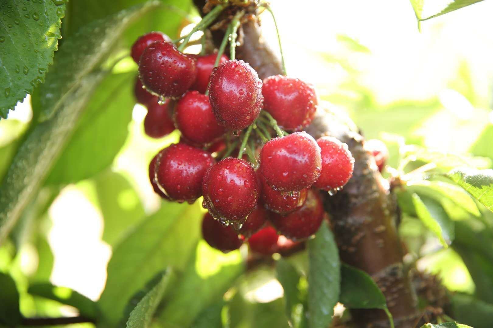 矮化樱桃纺锤形整形示意图