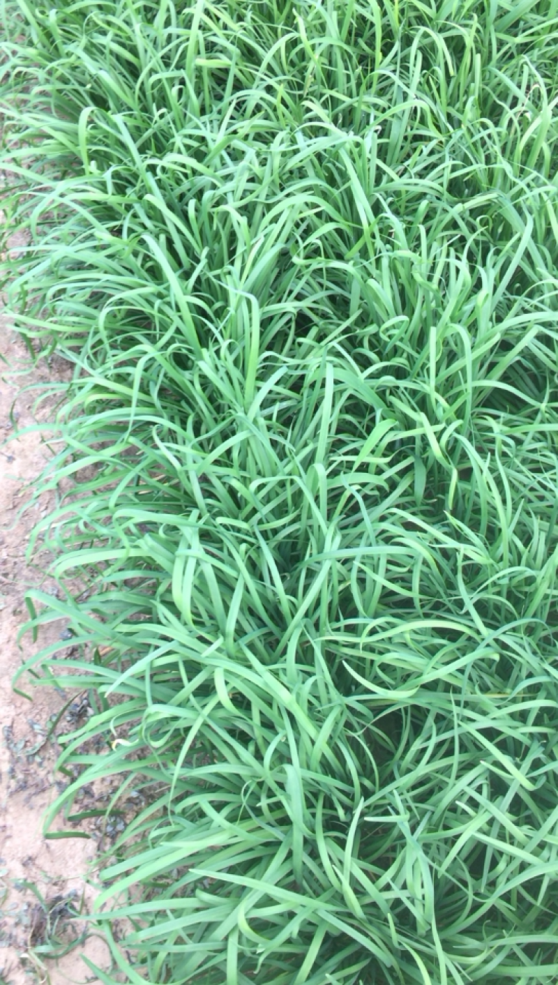 基地大金沟韭菜出口专用。