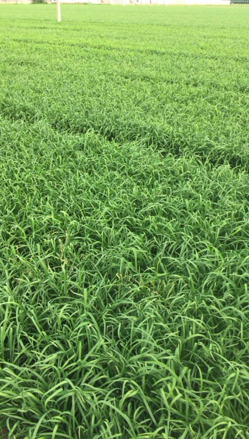 基地大金沟韭菜出口专用。