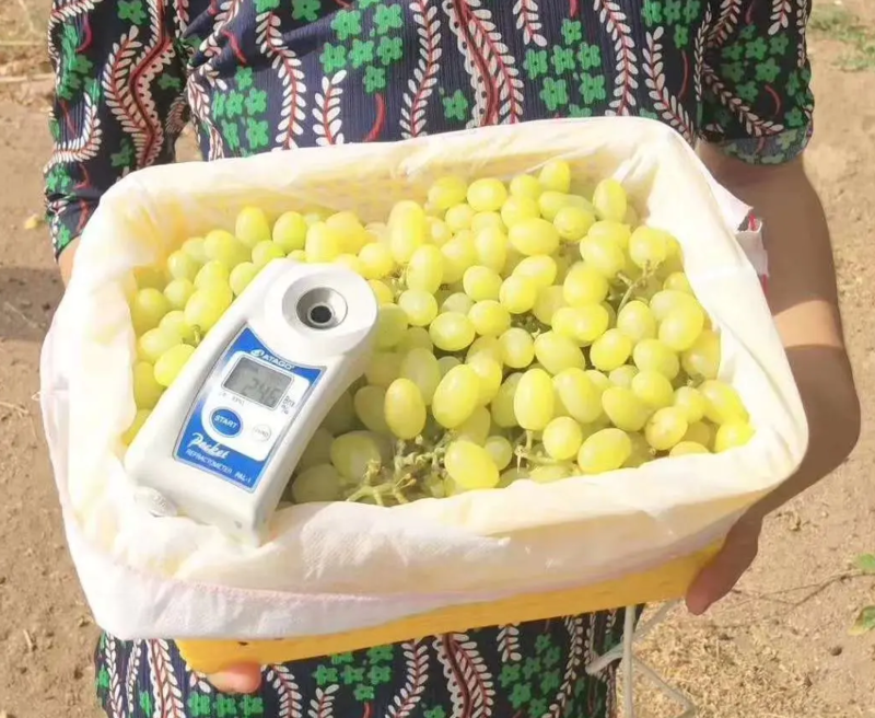 吐鲁番无核白葡萄量大，糖度高，价格优惠，果汁厂好材质