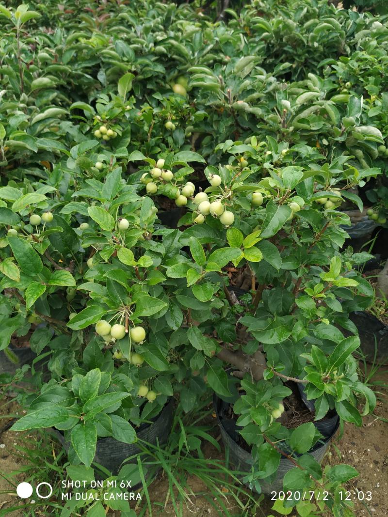 盆栽冬红果红肉苹果富士盆栽盆景包存活南北方皆可种植