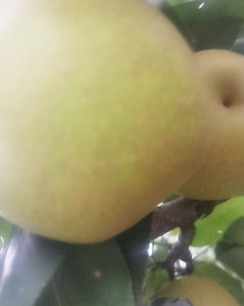 翠冠梨