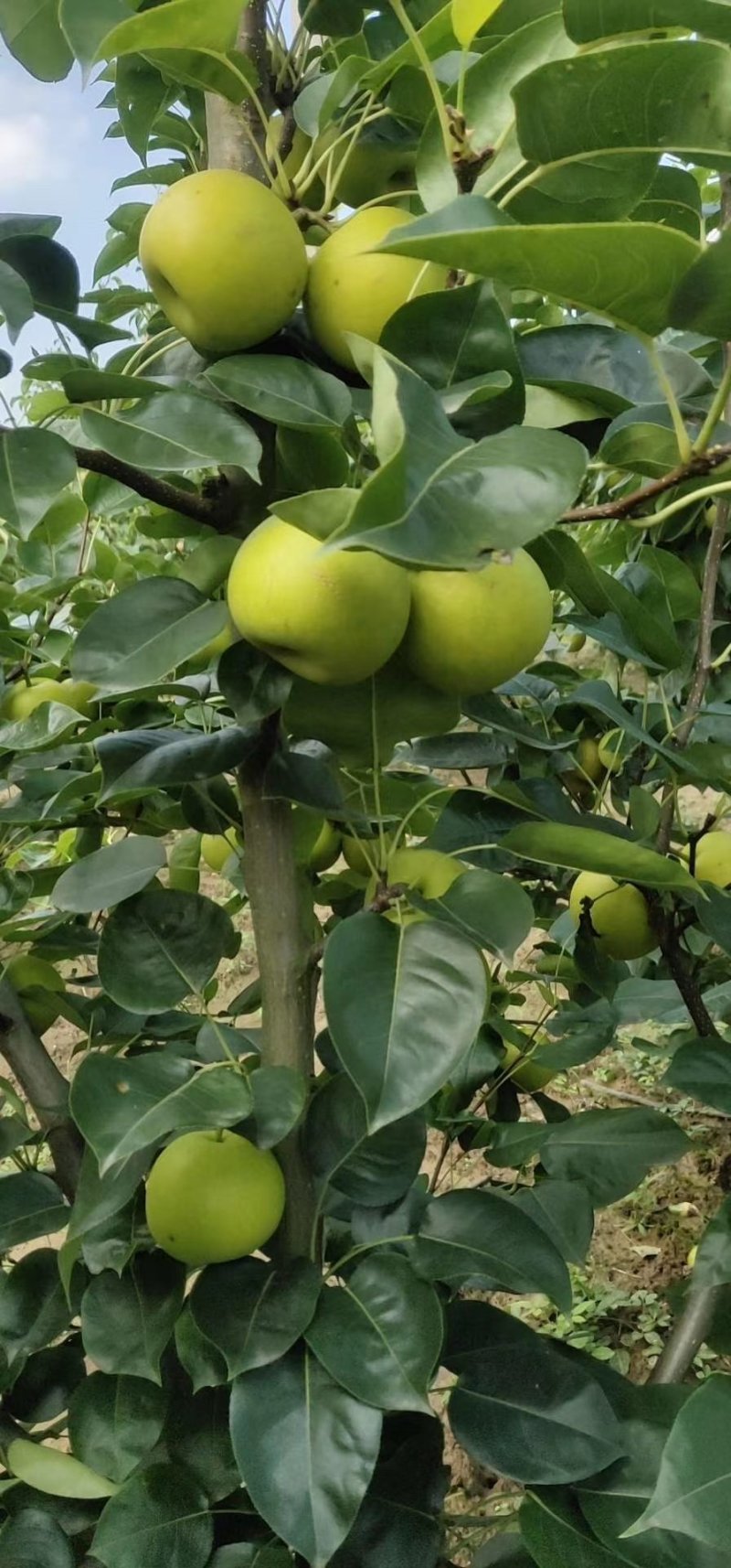 翠冠梨