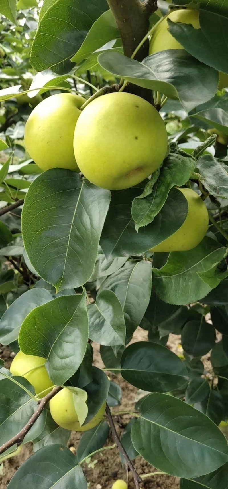 翠冠梨