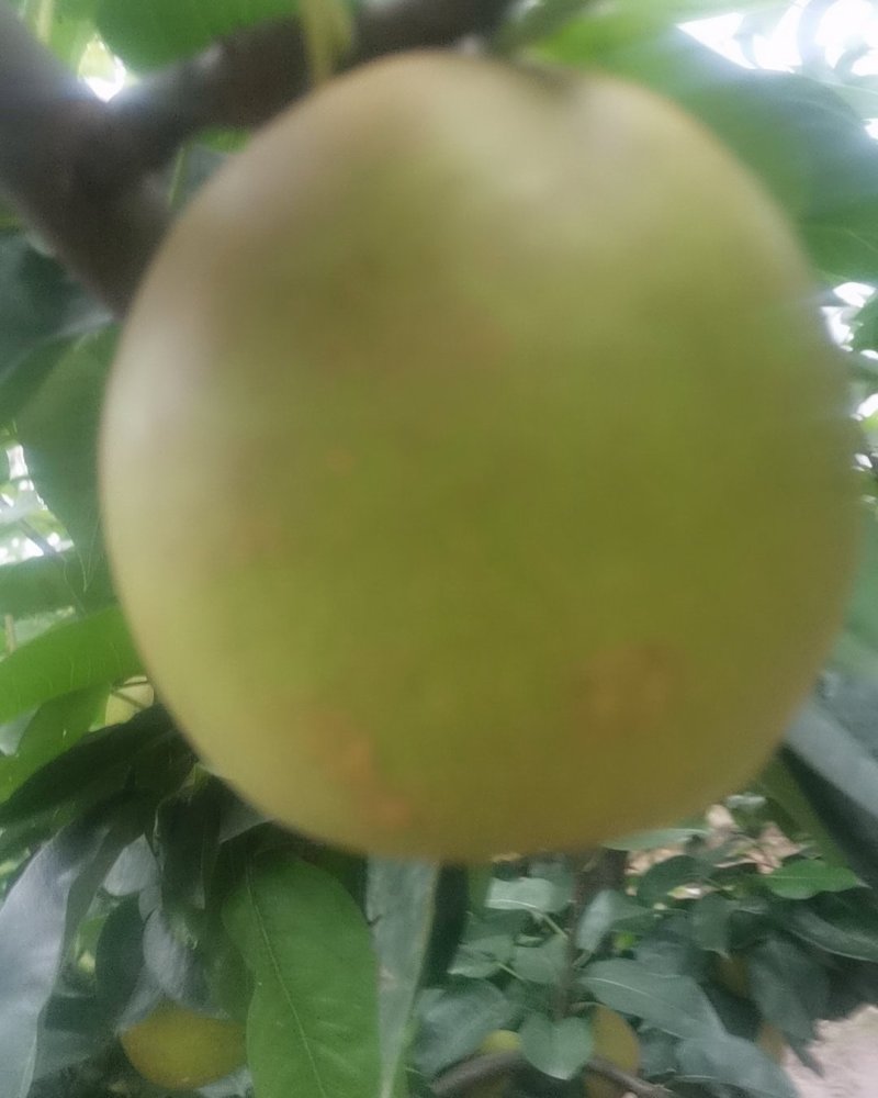 翠冠梨