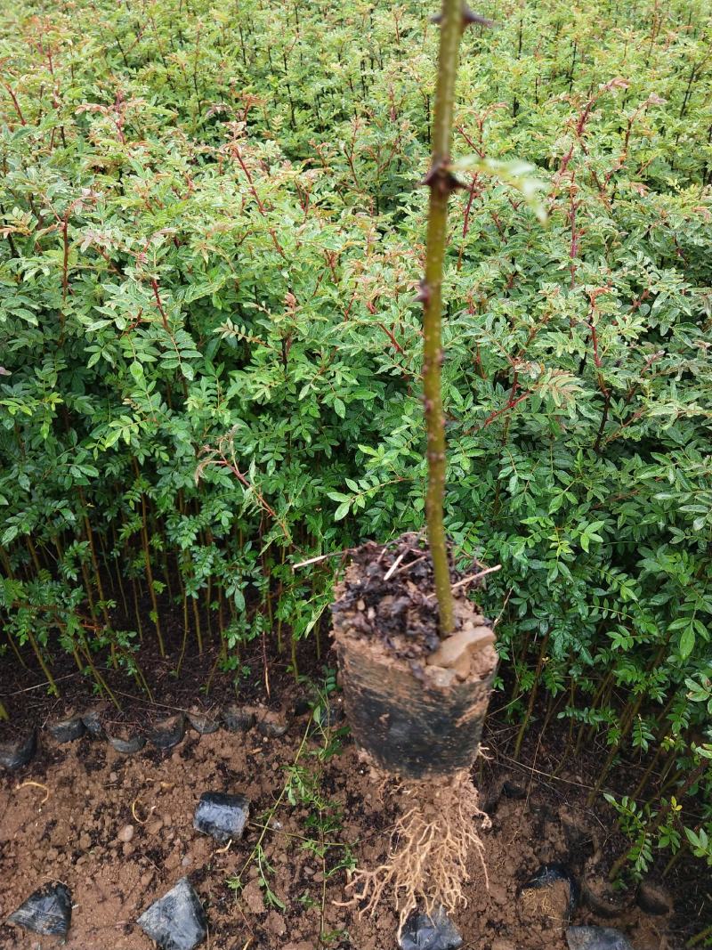 「好物推荐」花椒苗红花椒裸根苗杯苗根细好成活率高现挖现发