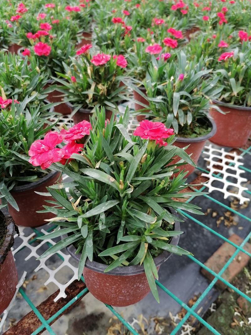 自家苗圃供应石竹欧石竹基地直销精品货