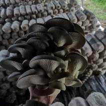 平菇出菇棒平菇菌棒平菇菌包产量高