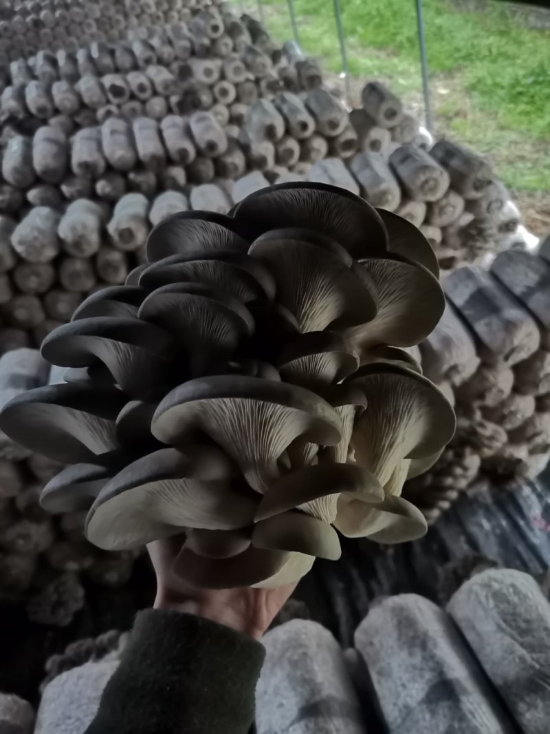 平菇出菇棒平菇菌棒平菇菌包产量高