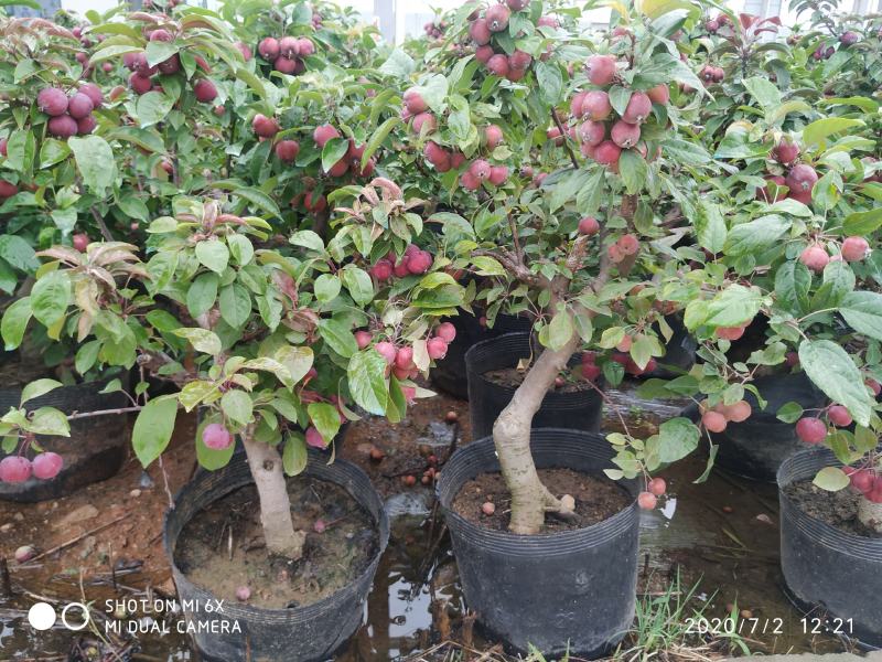 自家苗圃常年供应贵人果苹果树盆栽当年挂果品种纯正